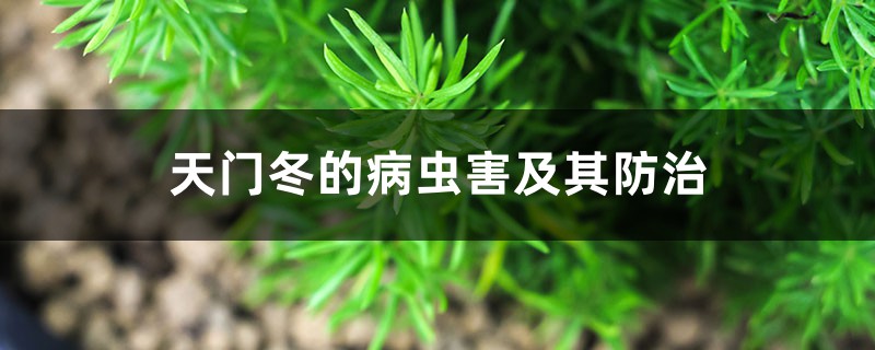 天门冬的病虫害及其防治 天门冬的病虫害及其防治