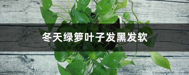 冬天绿萝叶子发黑发软怎么办 冬天绿萝叶子发黑发软怎么办