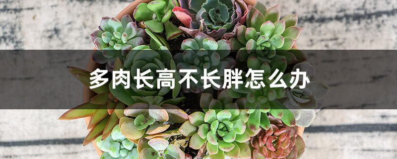 多肉长高不长胖怎么办 多肉长高不长胖怎么办