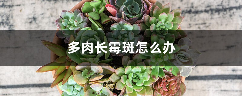 多肉长霉斑怎么办 多肉长霉斑怎么办