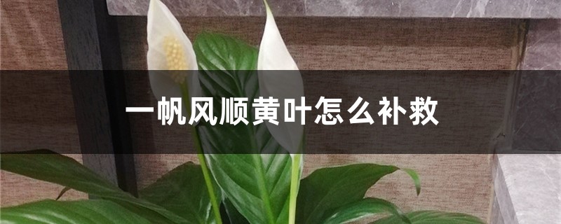 一帆风顺黄叶的原因和处理办法 一帆风顺黄叶的原因和处理办法