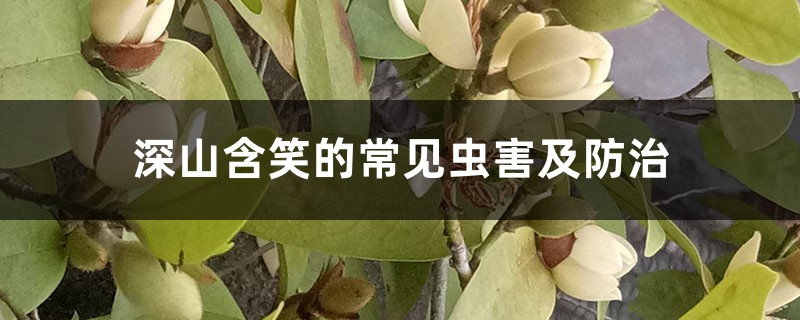 深山含笑的常见虫害及防治 深山含笑的常见虫害及防治