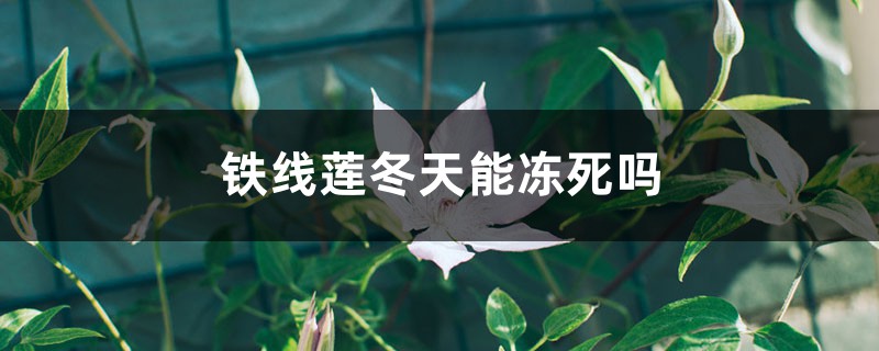 铁线莲冬天会冻死吗 铁线莲冬天会冻死吗