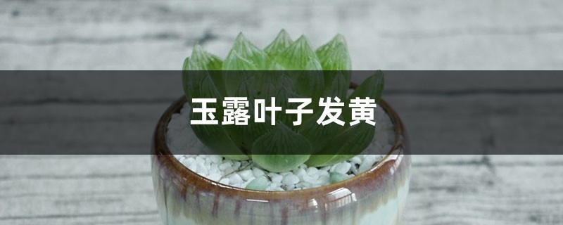 玉露黄叶的原因和处理办法 玉露黄叶的原因和处理办法