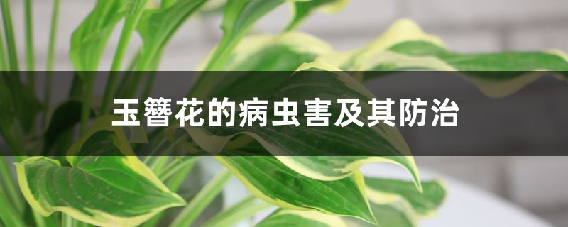玉簪花的病虫害及其防治 玉簪花的病虫害及其防治