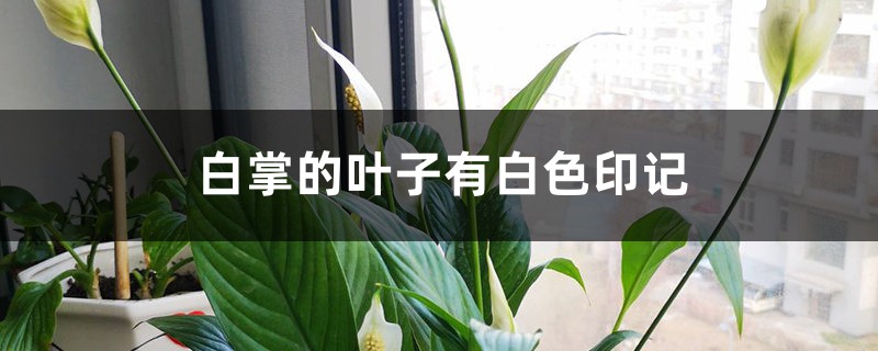 白掌的叶子有白色印记的原因 白掌的叶子有白色印记的原因