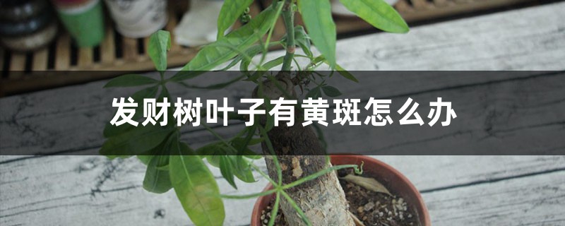 发财树叶子有黄斑怎么办,冬天怎么养才能安全过冬 发财树叶子有黄斑怎么办,冬天怎么养才能安全过冬