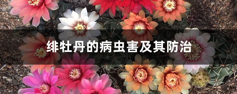 绯牡丹的病虫害及其防治 绯牡丹的病虫害及其防治