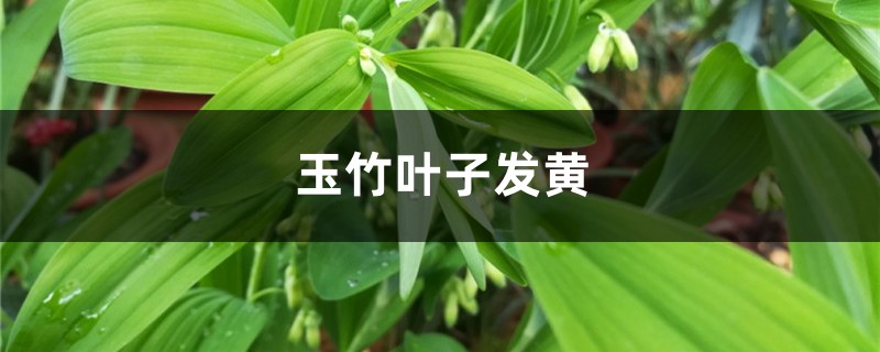 玉竹黄叶的原因和处理办法 玉竹黄叶的原因和处理办法
