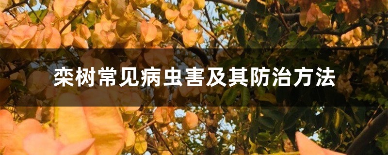 栾树常见病虫害及其防治方法 栾树常见病虫害及其防治方法