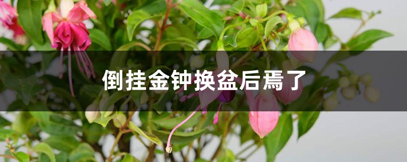 倒挂金钟换盆后焉了的原因 倒挂金钟换盆后焉了的原因