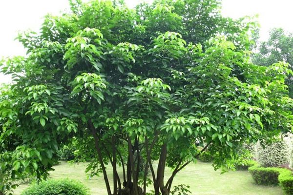 重阳木的虫害及其防治 重阳木的虫害及其防治