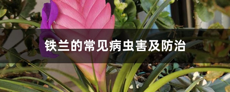 铁兰的常见病虫害及防治 铁兰的常见病虫害及防治