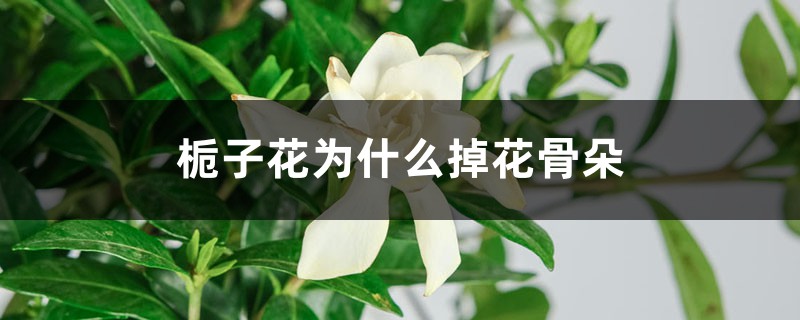 栀子花为什么掉花骨朵 栀子花为什么掉花骨朵