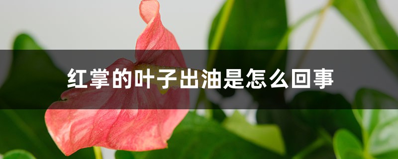 红掌的叶子出油是怎么回事 红掌的叶子出油是怎么回事