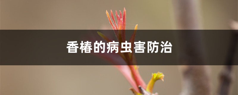 香椿的病虫害防治 香椿的病虫害防治