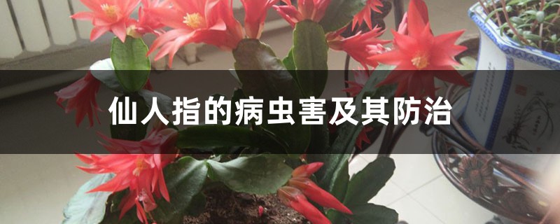 仙人指的病虫害及其防治 仙人指的病虫害及其防治
