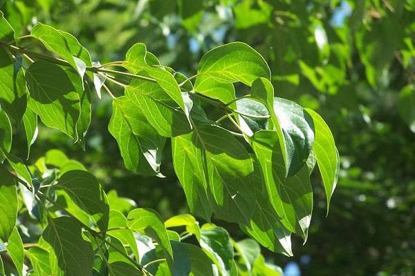 毛梾木的病虫害及其防治 毛梾木的病虫害及其防治
