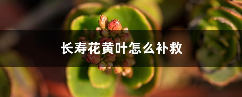 长寿花黄叶的原因和处理办法 长寿花黄叶的原因和处理办法