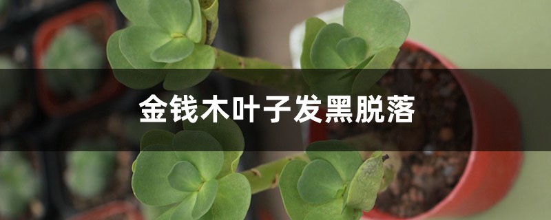 金钱木叶子发黑脱落怎么办 金钱木叶子发黑脱落怎么办