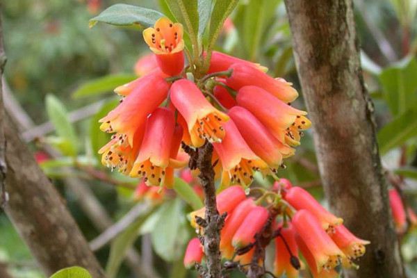 管花杜鹃常见病虫害及防治方法 管花杜鹃常见病虫害及防治方法