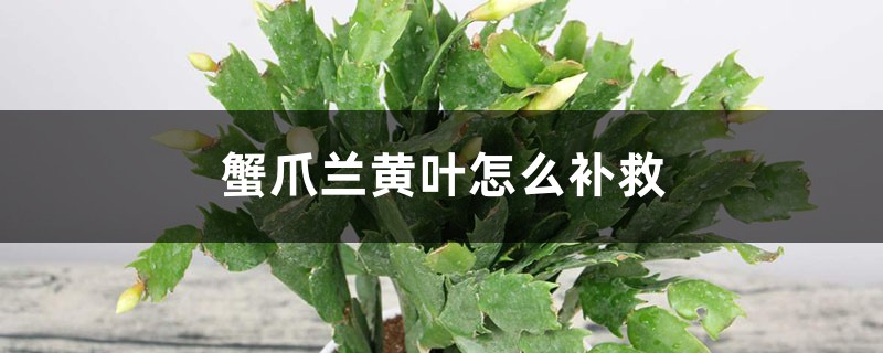 蟹爪兰黄叶的原因和处理办法 蟹爪兰黄叶的原因和处理办法