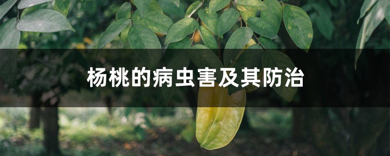 杨桃的病虫害及其防治 杨桃的病虫害及其防治