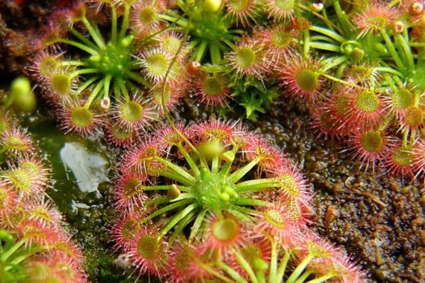 矛膏菜的病虫害及其防治 矛膏菜的病虫害及其防治