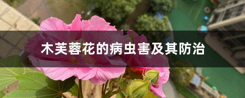 木芙蓉花的病虫害及其防治 木芙蓉花的病虫害及其防治