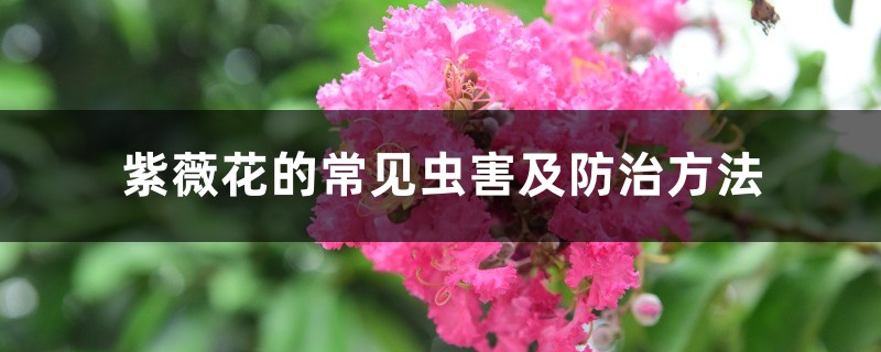 紫薇花的常见虫害及防治方法 紫薇花的常见虫害及防治方法