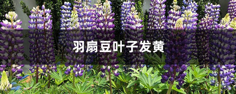 羽扇豆黄叶的原因和处理办法 羽扇豆黄叶的原因和处理办法