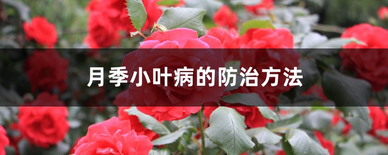 月季小叶病的防治方法 月季小叶病的防治方法