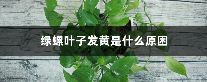 绿萝叶子发黄是什么原困 绿萝叶子发黄是什么原困