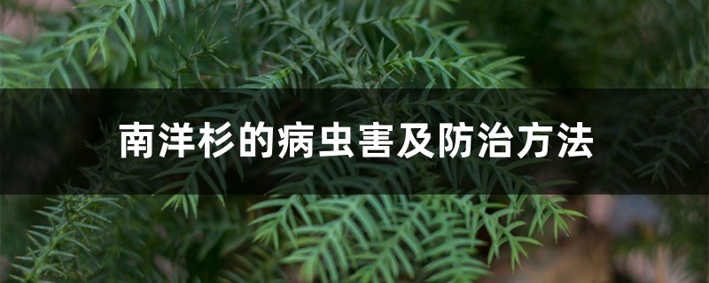南洋杉的病虫害及防治方法 南洋杉的病虫害及防治方法
