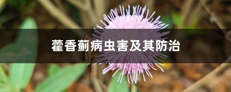 藿香蓟病虫害及其防治 藿香蓟病虫害及其防治