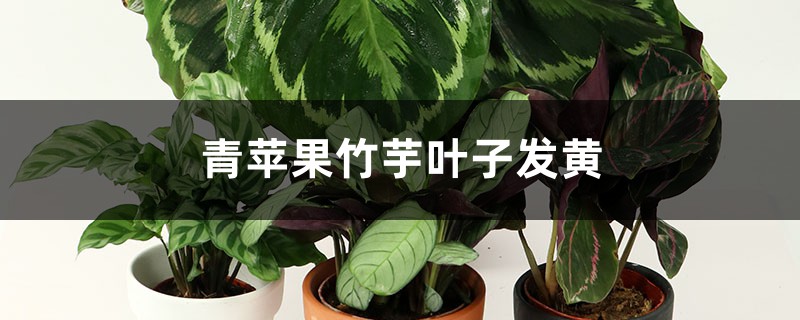 青苹果竹芋叶子发黄怎么办 青苹果竹芋叶子发黄怎么办