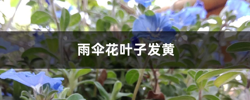雨伞花黄叶的原因和处理办法 雨伞花黄叶的原因和处理办法