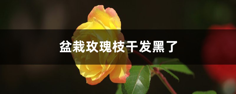 盆栽玫瑰枝干发黑了怎么回事 盆栽玫瑰枝干发黑了怎么回事