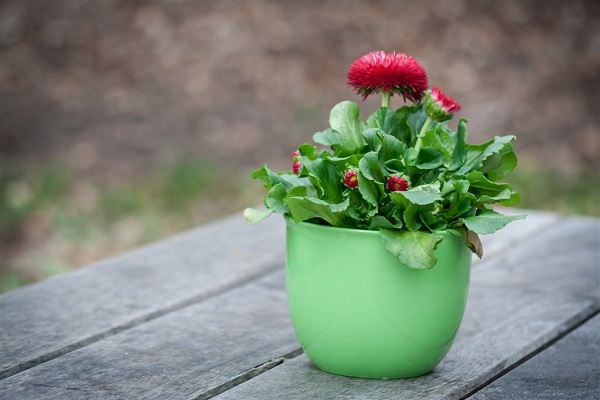花卉出现病害产生的原因大全! 花卉出现病害产生的原因大全!