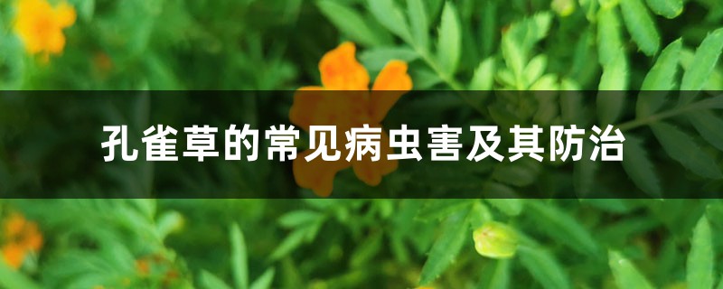孔雀草的常见病虫害及其防治 孔雀草的常见病虫害及其防治