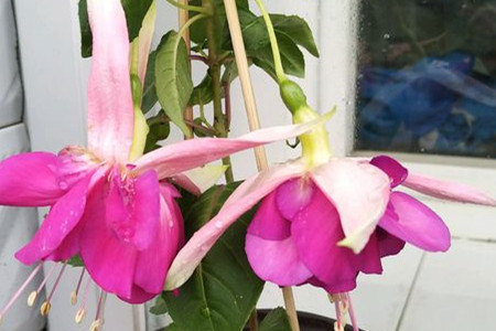 灯笼花 灯笼花