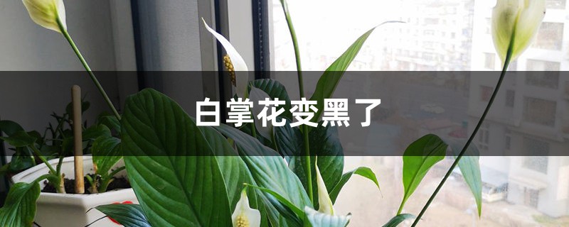 白掌花变黑了的原因 白掌花变黑了的原因