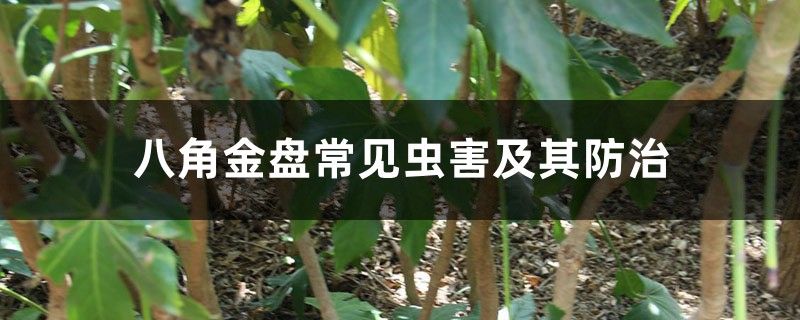八角金盘常见虫害及其防治 八角金盘常见虫害及其防治
