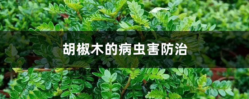 胡椒木的病虫害防治 胡椒木的病虫害防治