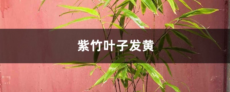 紫竹黄叶的原因和处理办法 紫竹黄叶的原因和处理办法