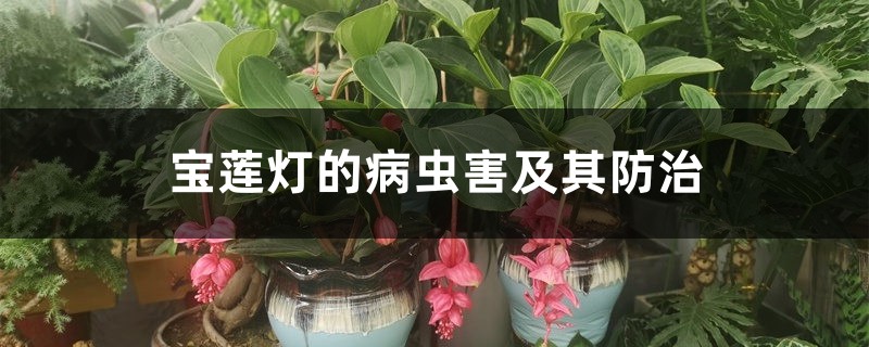 宝莲灯的病虫害及其防治 宝莲灯的病虫害及其防治