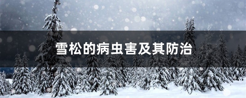 雪松的病虫害及其防治 雪松的病虫害及其防治