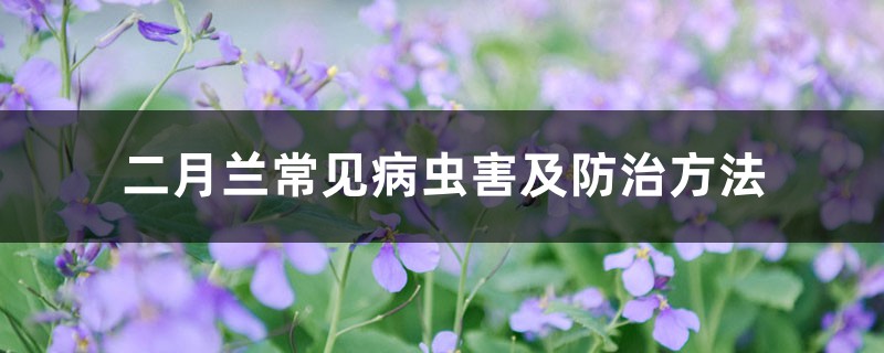 二月兰常见病虫害及防治方法 二月兰常见病虫害及防治方法