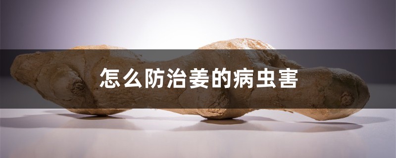 姜的病虫害防治 姜的病虫害防治