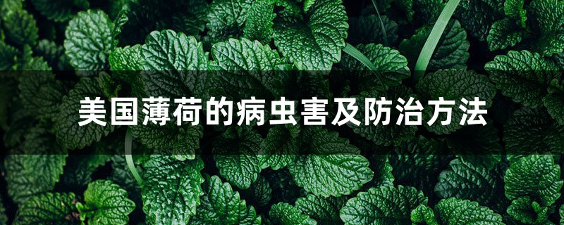 美国薄荷的病虫害及防治方法 美国薄荷的病虫害及防治方法